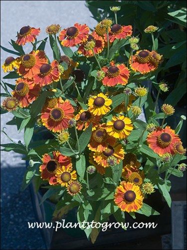 Lots of different colors on the same plant.